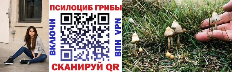 Купить  Каменка  Галлюциногенные грибы Psilocybe 